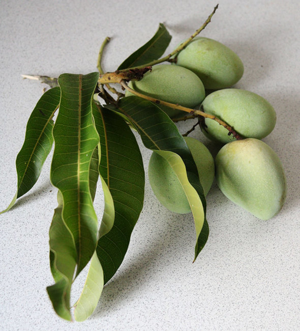 sour mangoes s.jpg