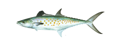spanish-mackerel-464x170.png