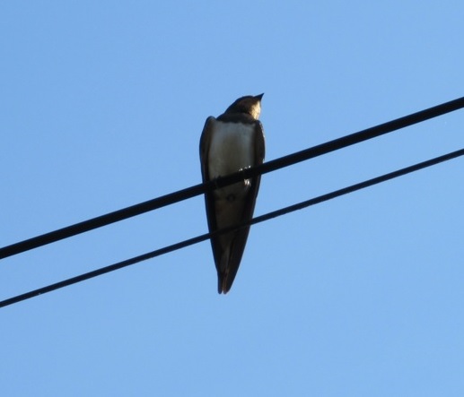 swallow on telephone line pic 3 cropped.jpg