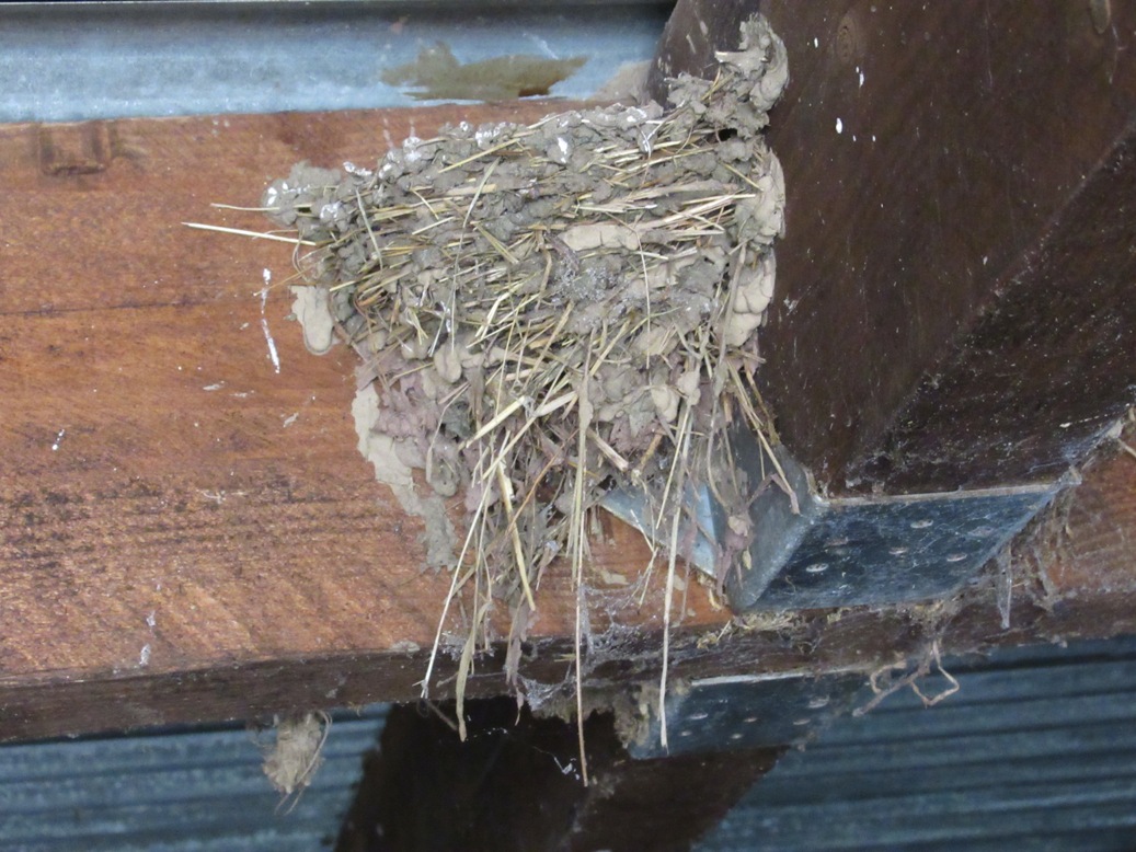 swallows nest reduced.JPG