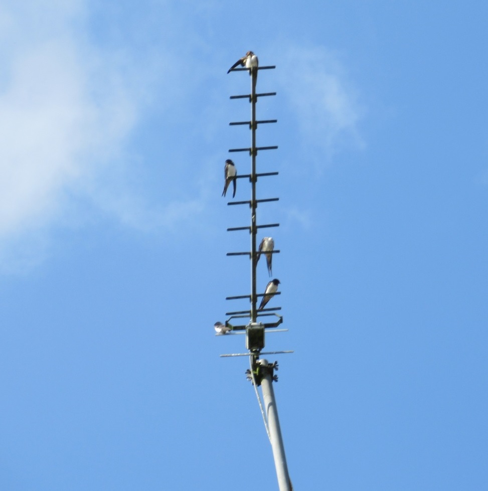 swallows on TV antenna pic 1 cropped red.jpg
