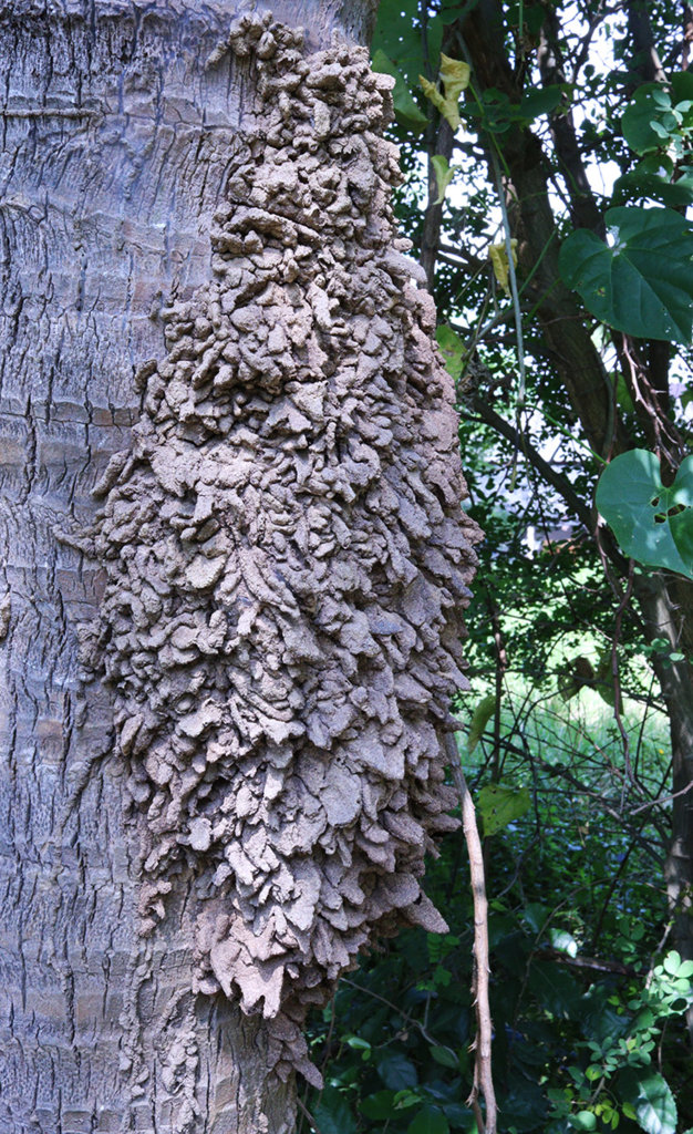 termite nest.jpg