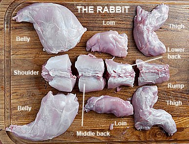 The Rabbit.jpg