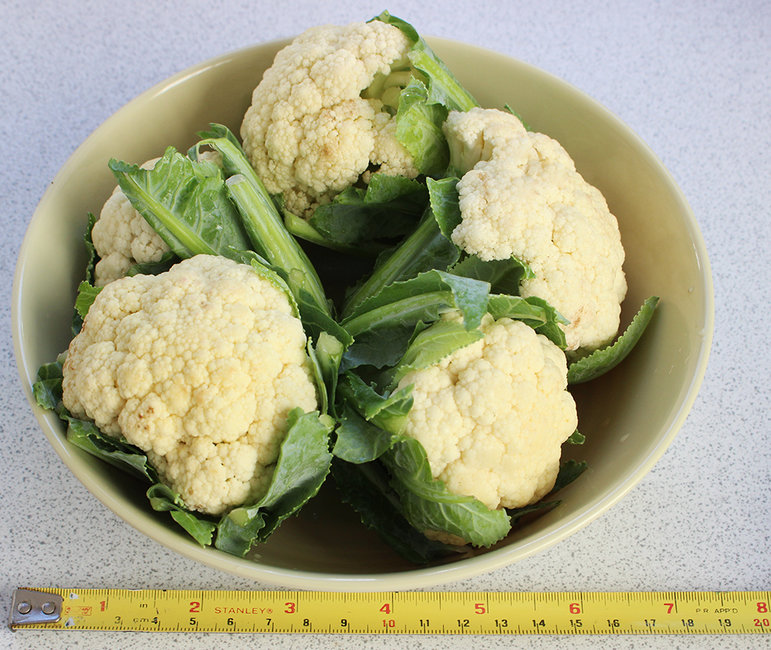 v-small cauliflower s.jpg