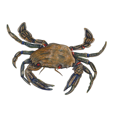 velvet-crab-smcc.jpg