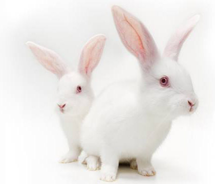 White Rabbits.jpg