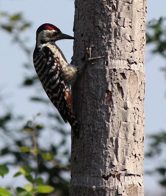 woodpecker-1 s.jpg