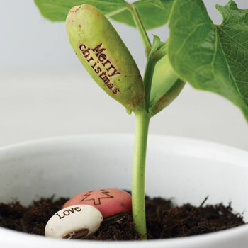 original_beanstalk-magic-talking-seeds.jpg