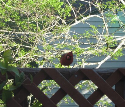 cardinal on balcony railing.JPG