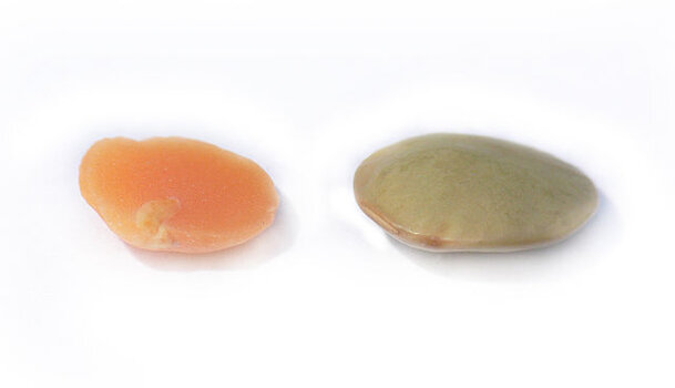 640px-Lentils_red_and_brown.jpg
