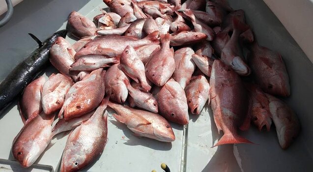redfish - Copy.jpg