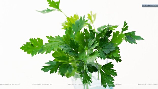 Fresh-Coriander.jpg