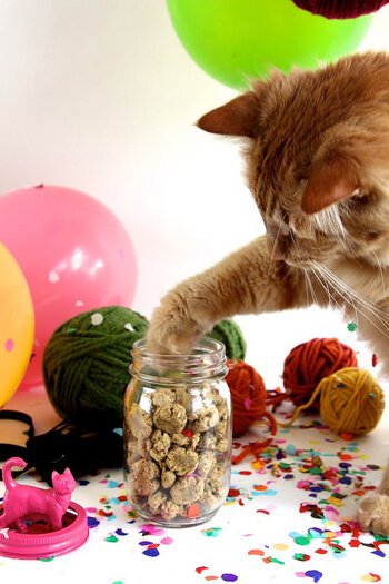 cat tuna catnip kitty treats.jpg