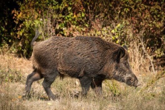 boar.jpg