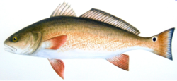 Red-Drum.png