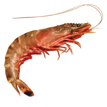 shrimp.jpg