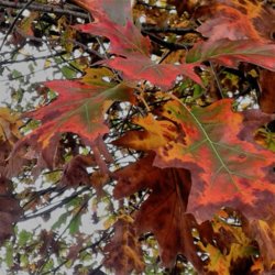 Red leaves.jpg