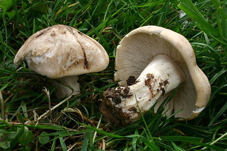 Calocybe_gambosa_080420wa.jpg