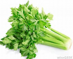 celery1.png