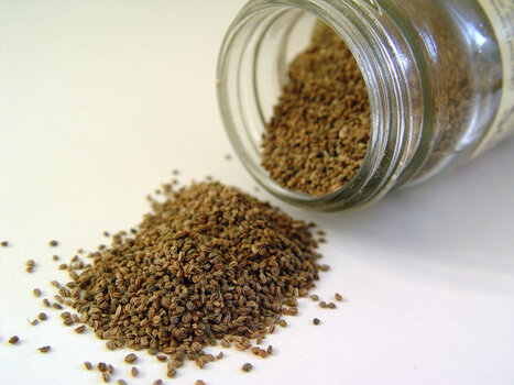 Celery_seed.jpg Celery_seed.jpg