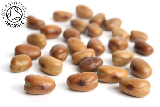 Organic-Whole-Fava-1200x800_983x656_f17107df-1933-4653-a053-020019b5c826.jpg