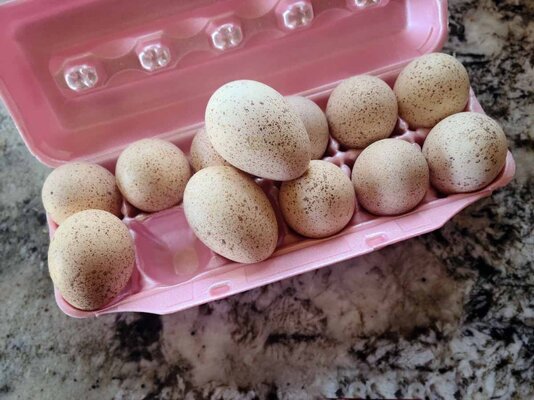 60419_130234aclrfgsmshrbgblrshrtlSZSc - Copy.jpg