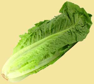 cos-lettuce.jpg