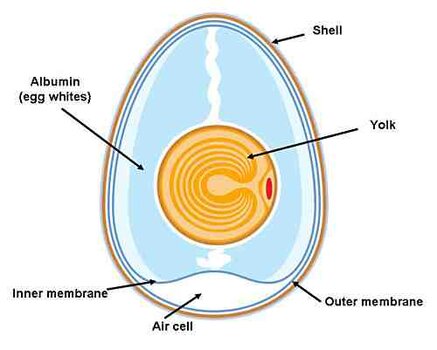 Egg Insides.jpg
