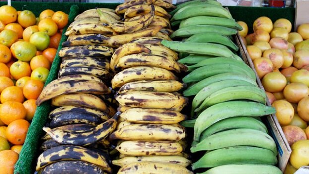 allison_tannenbaum_plantain.jpg