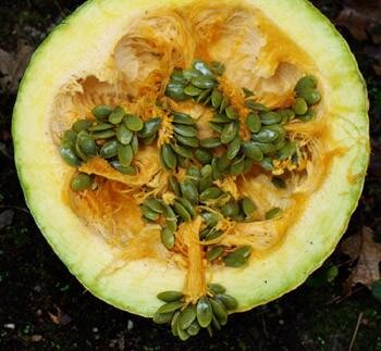 Styrian_pumpkin_seeds_standard_350_grande.jpg