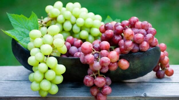 grapes_625x350_61443376353.jpg grapes_625x350_61443376353.jpg