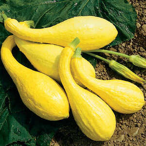 02450_01_yellowcrook.jpg