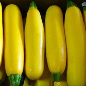 courgette-atena-polka-f1-10-seeds.jpg