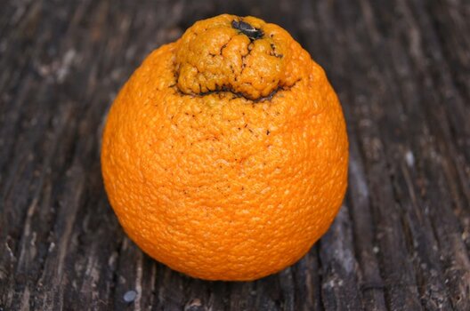 sumocitrus2.jpg sumocitrus2.jpg