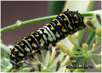 Papilio-polyxenes-Bob-Moul-495_0.jpg