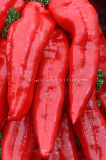 Heirloom-Marconi-Red-Pepper-10686.jpg