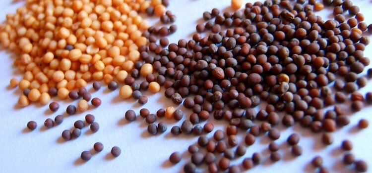 17-Amazing-Benefits-Of-Mustard-Seeds-For-Skin-Hair-And-Health.jpg