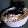 catfood