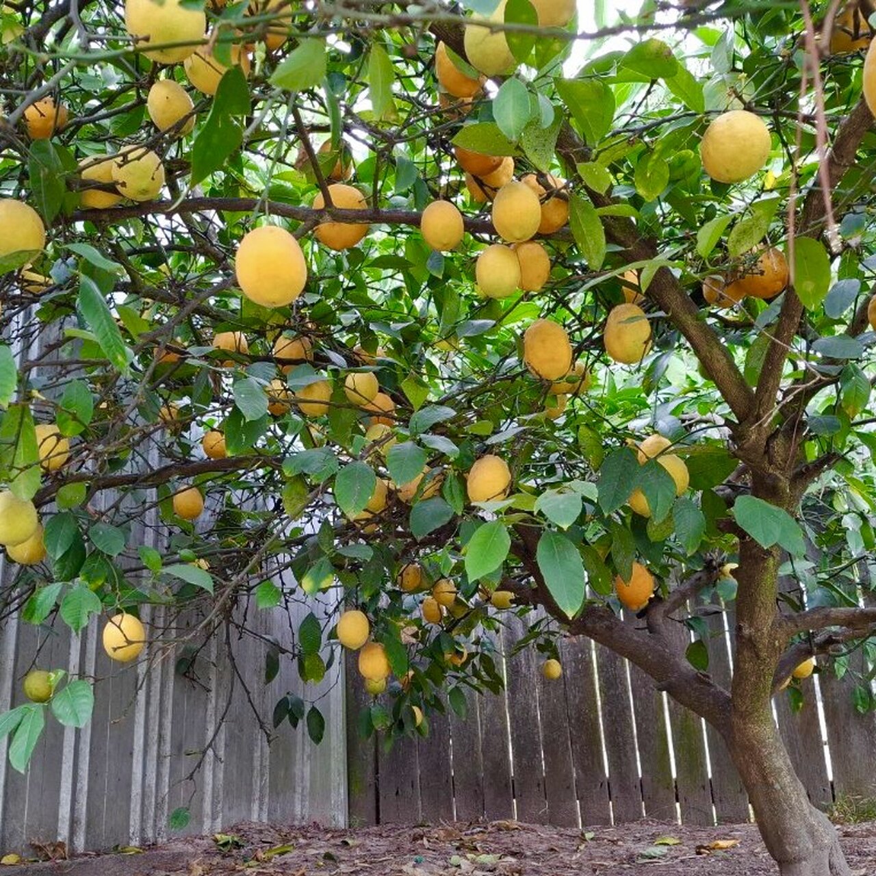 What's happening in your garden (2026)?