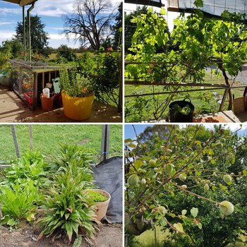SNSSOs Veg plot & Herb patches 2019 & 2020