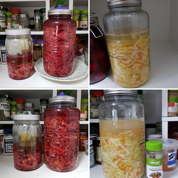 SNSSO's Sauerkraut