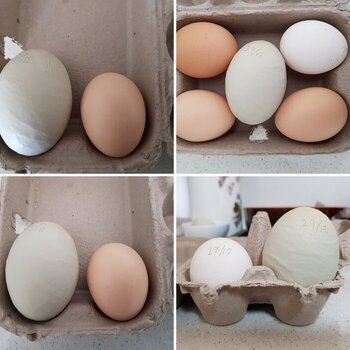 SNSSOs Home Grown Free Range Eggs