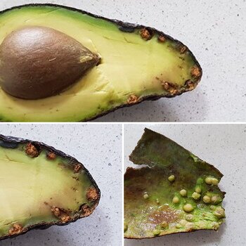 Avocado Problem