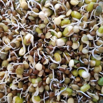 Sprouted Grains