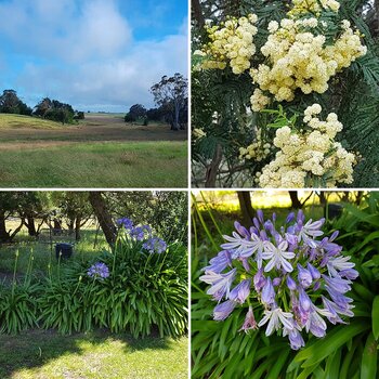 SNSSO's 'Your Garden Photos' 2020