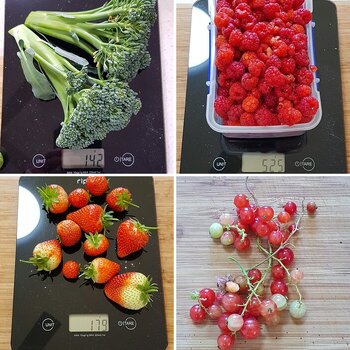 SNSSO's 'Your Veg Plot Photos'