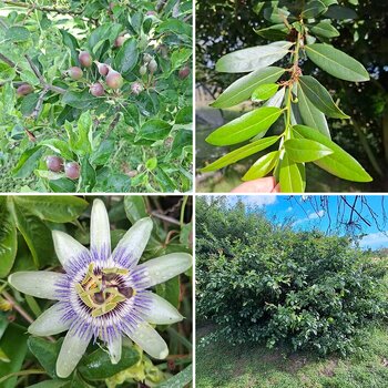 Veg plot and fruit trees 2025-2026