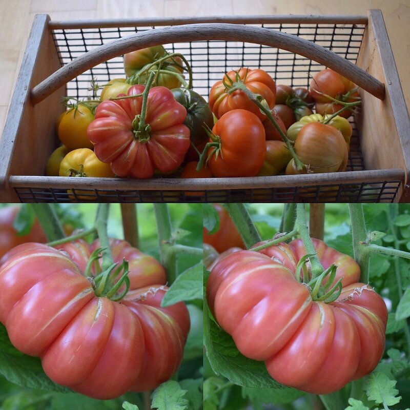 SoCalZone10’s garden & veg