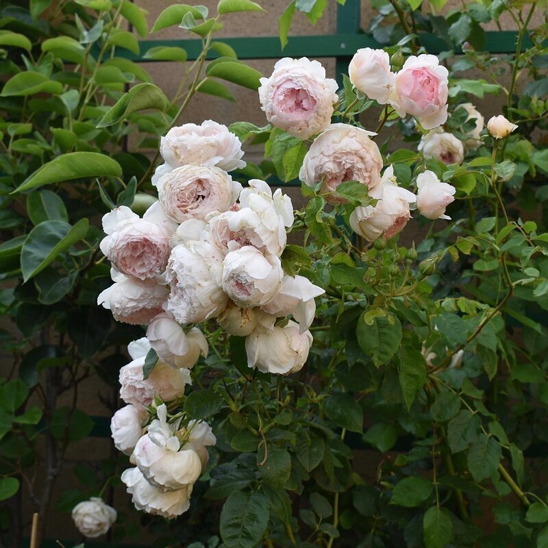 SoCalZone10’s garden