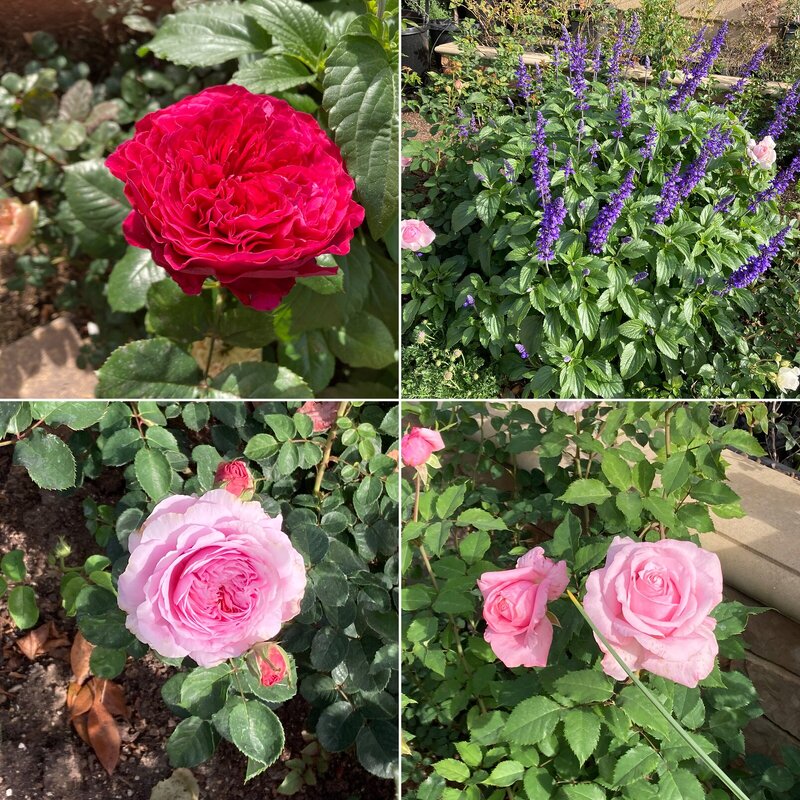 SoCalZone10’s garden